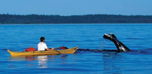 Ballenas Asesinas