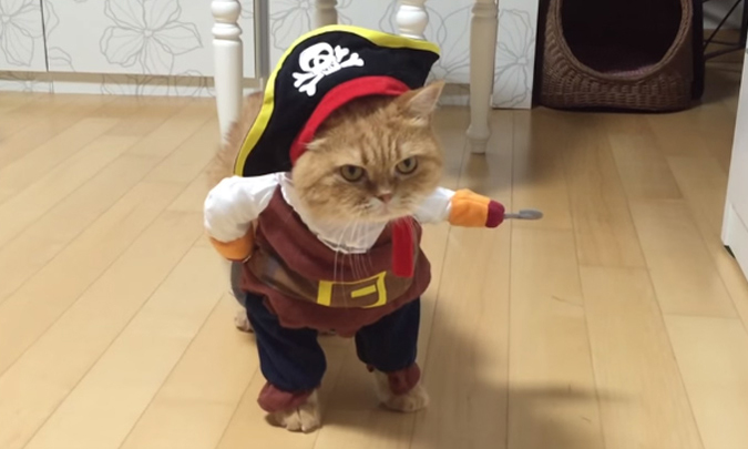 Este es Zeon, el 'gato pirata' que está cosechando un éxito increíble en las redes sociales