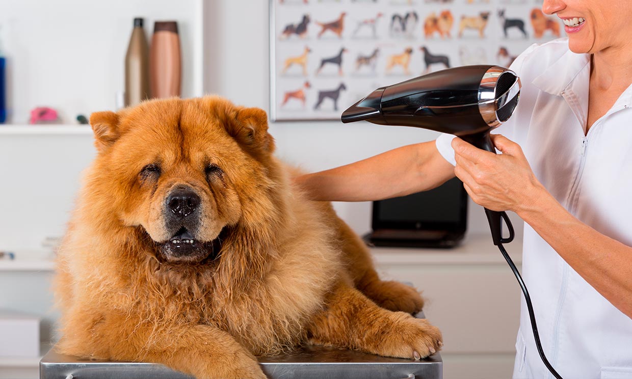 Consejos Para Cortar El Pelo A Tu Perro