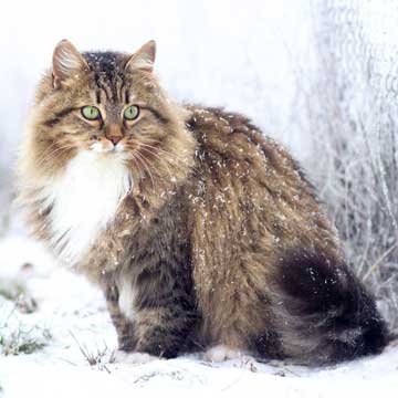 Gato Siberiano Caracter Sticas Y Cuidados De Un Felino Con Una Belleza