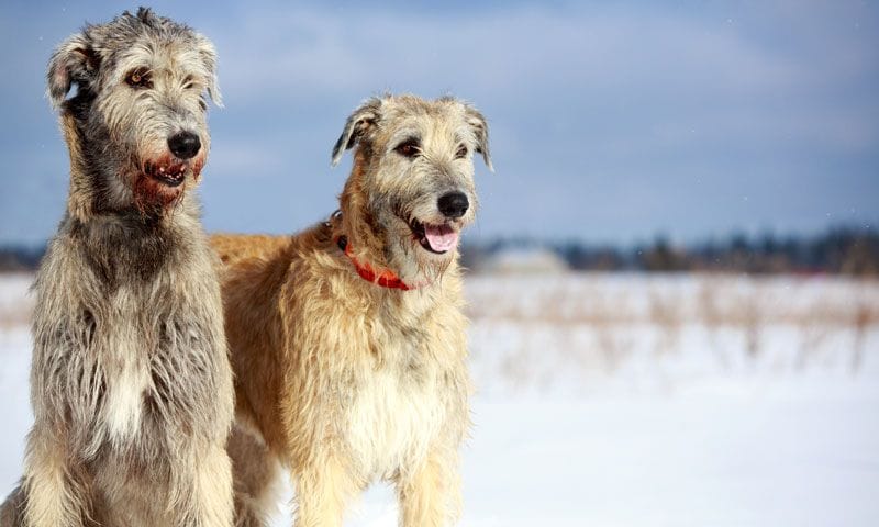 Razas de perros grandes lobero irlandés un perro gigante y dócil Foto 3