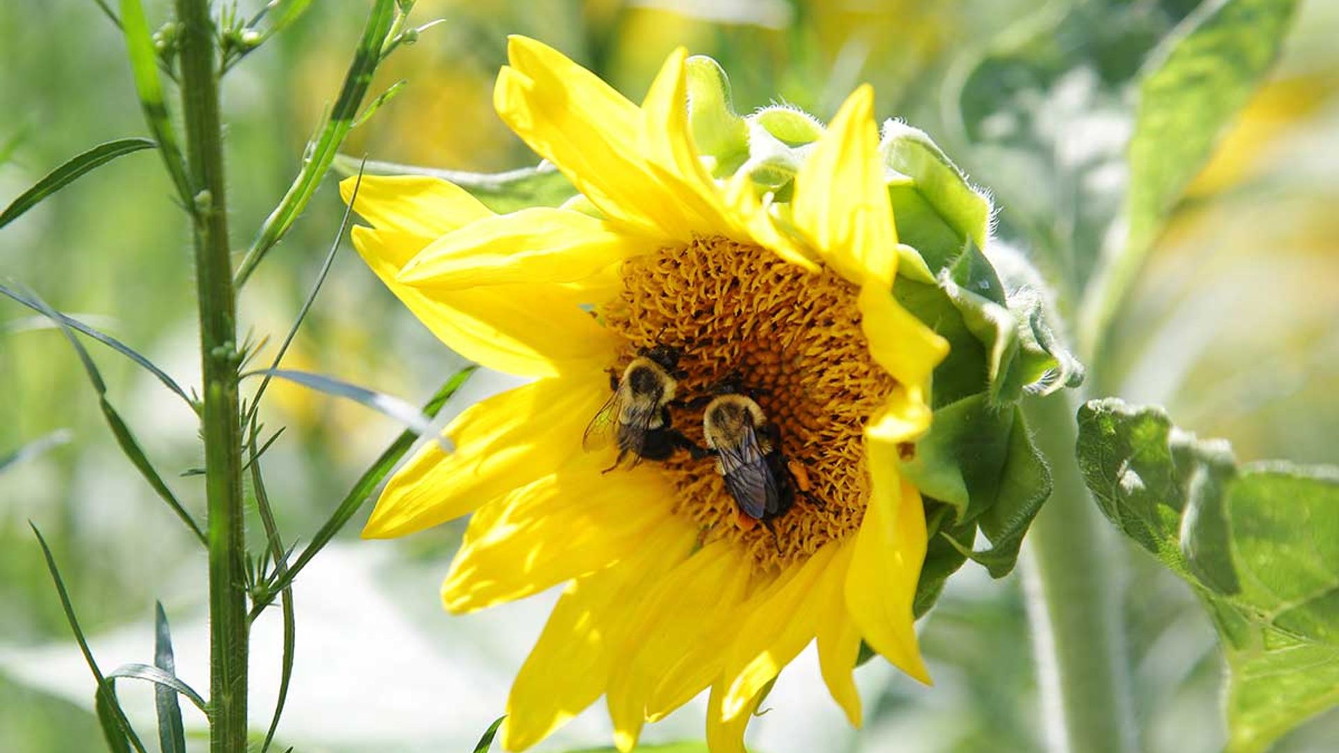 El joven que despertó de un coma después de haber sido picado por 20,000 abejas