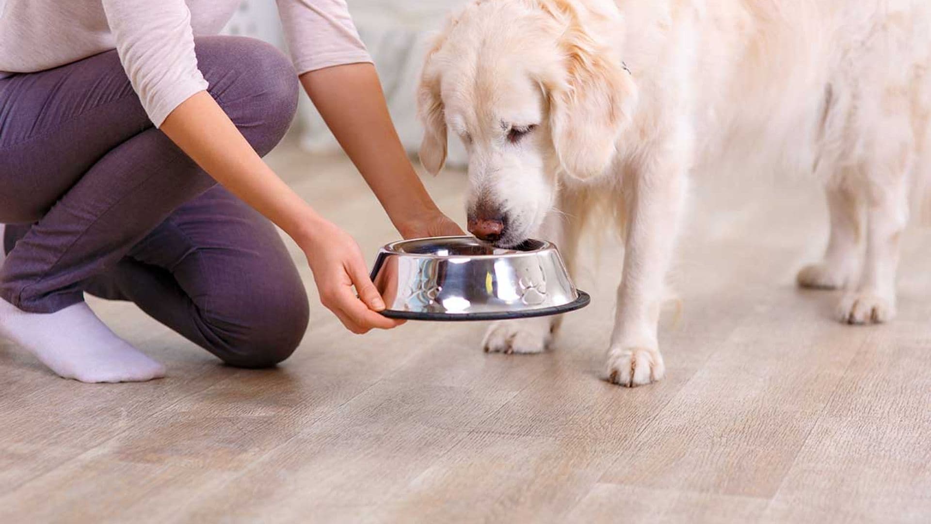 ¿Tu perro te pide las sobras? Tal vez no sean buenas para él