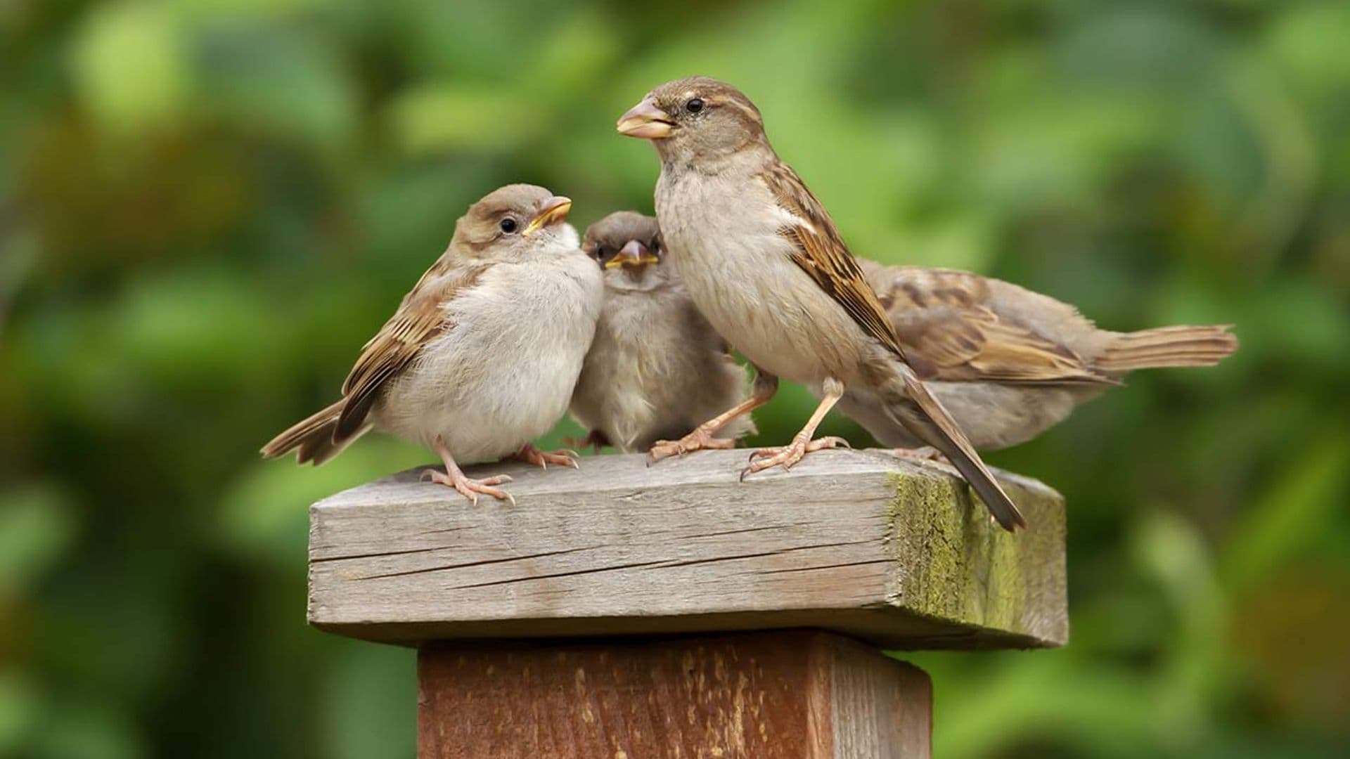 pajaros dejan de cantar razones contaminacion cambio climatico