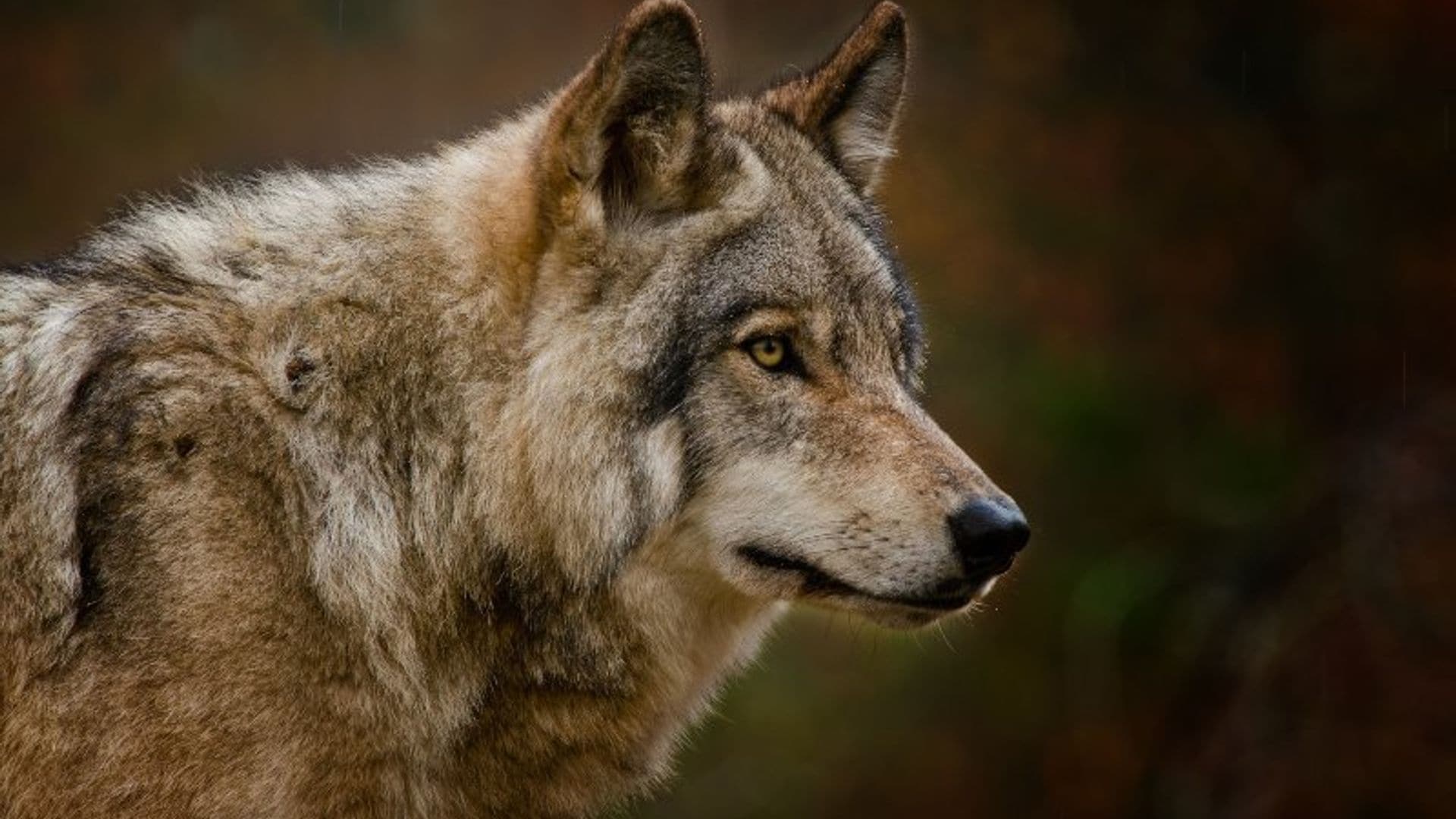 El hombre que vivió 3 años con un lobo ibérico pensando que era una perrita