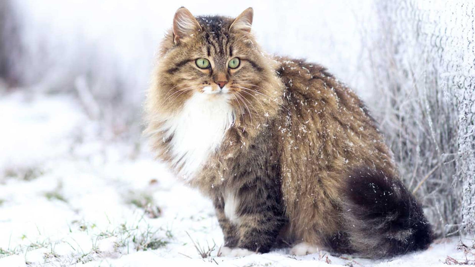 El gato siberiano, un felino que desprende la belleza de un gato salvaje en miniatura