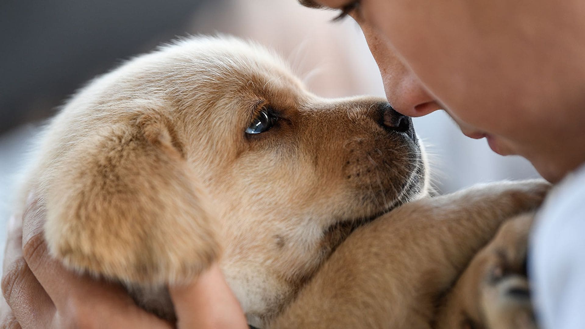 ¿Tu perro huele mal? Esto es lo que podría estar sucediendo