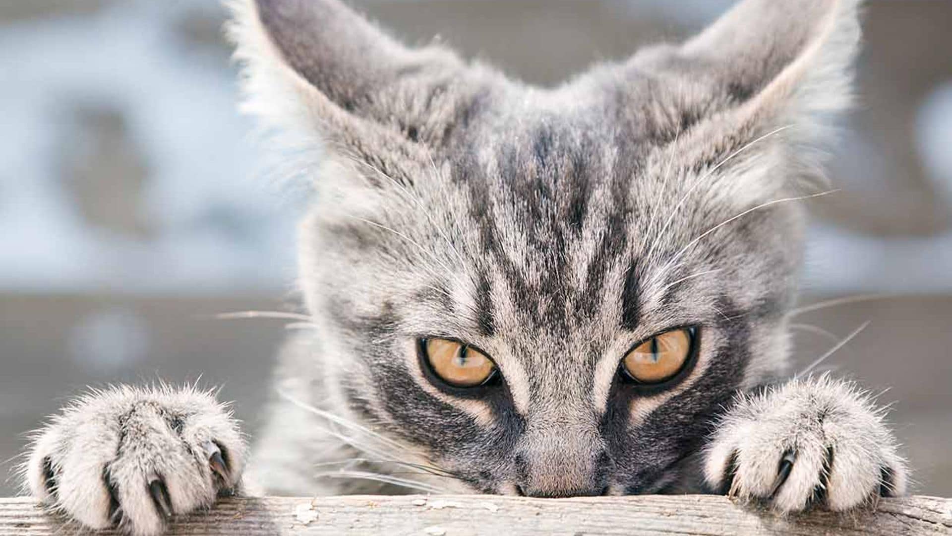 Fobia a los gatos, en qué consiste y cómo superarla