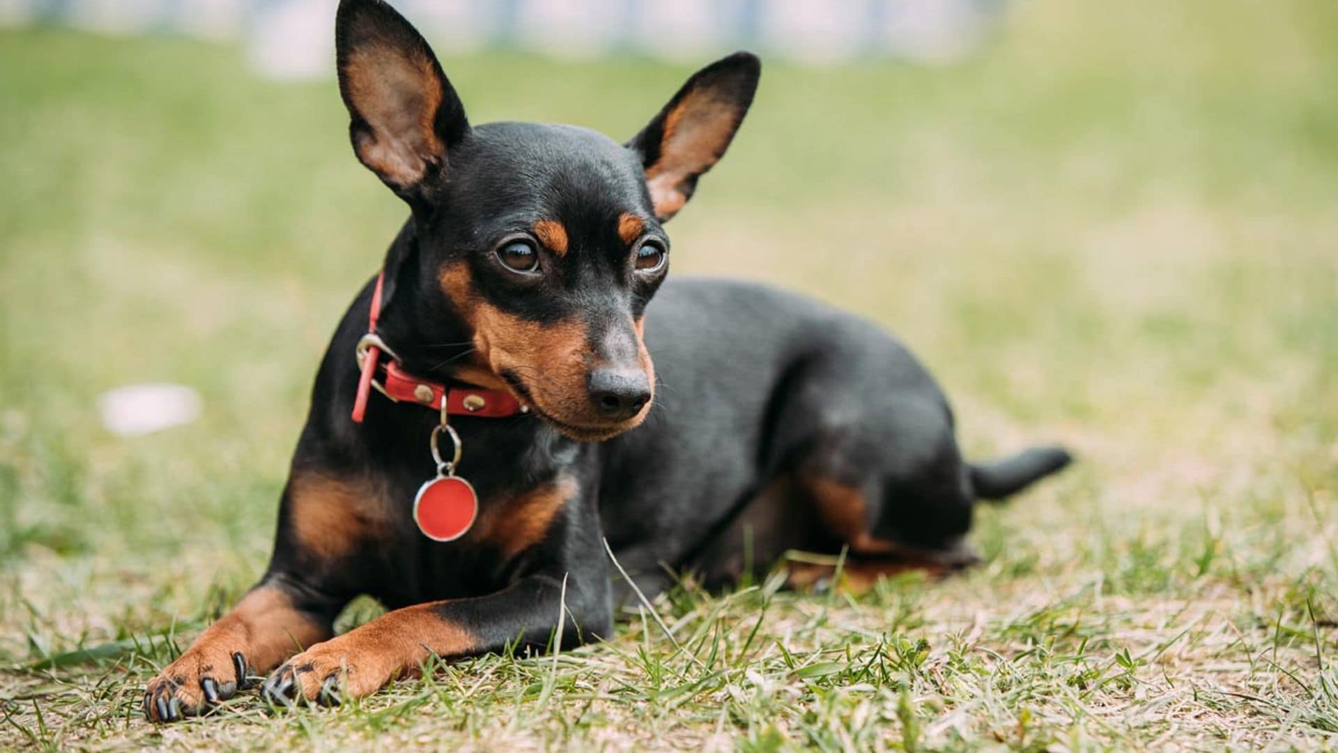 Pinscher miniatura, un perro valiente y muy activo