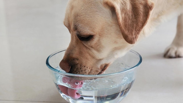 que es enfermedad cushing perros gatos