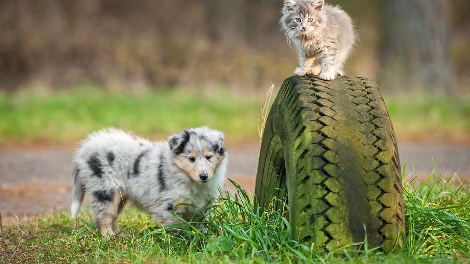 ¿Estás preparada para adoptar una mascota?