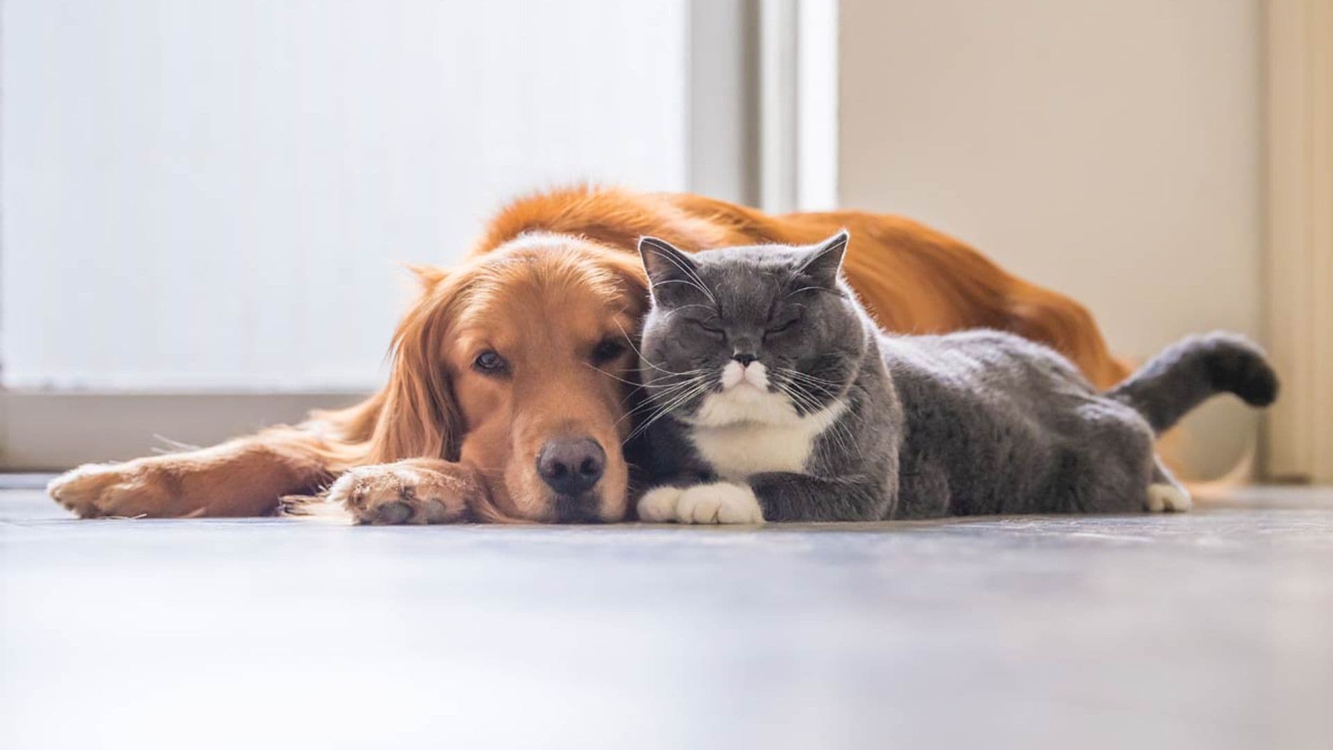 Los síntomas y tratamientos para problemas de tiroides en perros y gatos