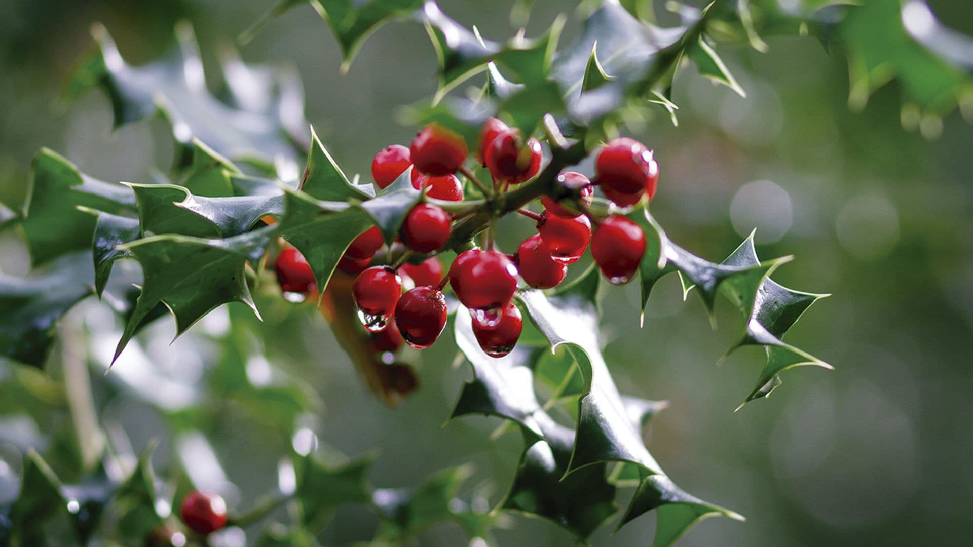 Cómo cuidar el acebo: el árbol de bayas rojas más típico de Navidad