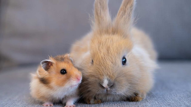 conejos hamsters prohibicion