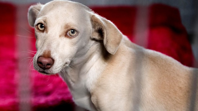 animal shelter brings in runaway dogs after july 4 fireworks