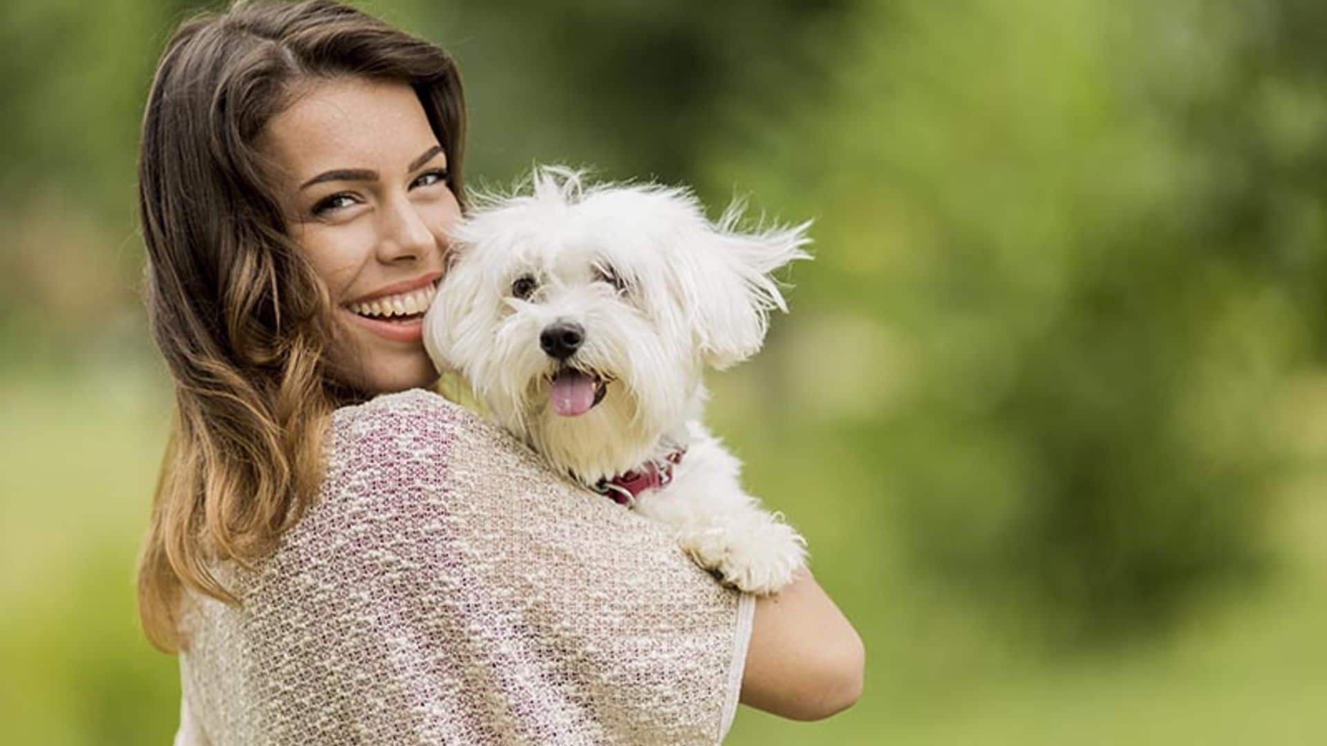 El bichón maltés: el perro que menos alergias produce