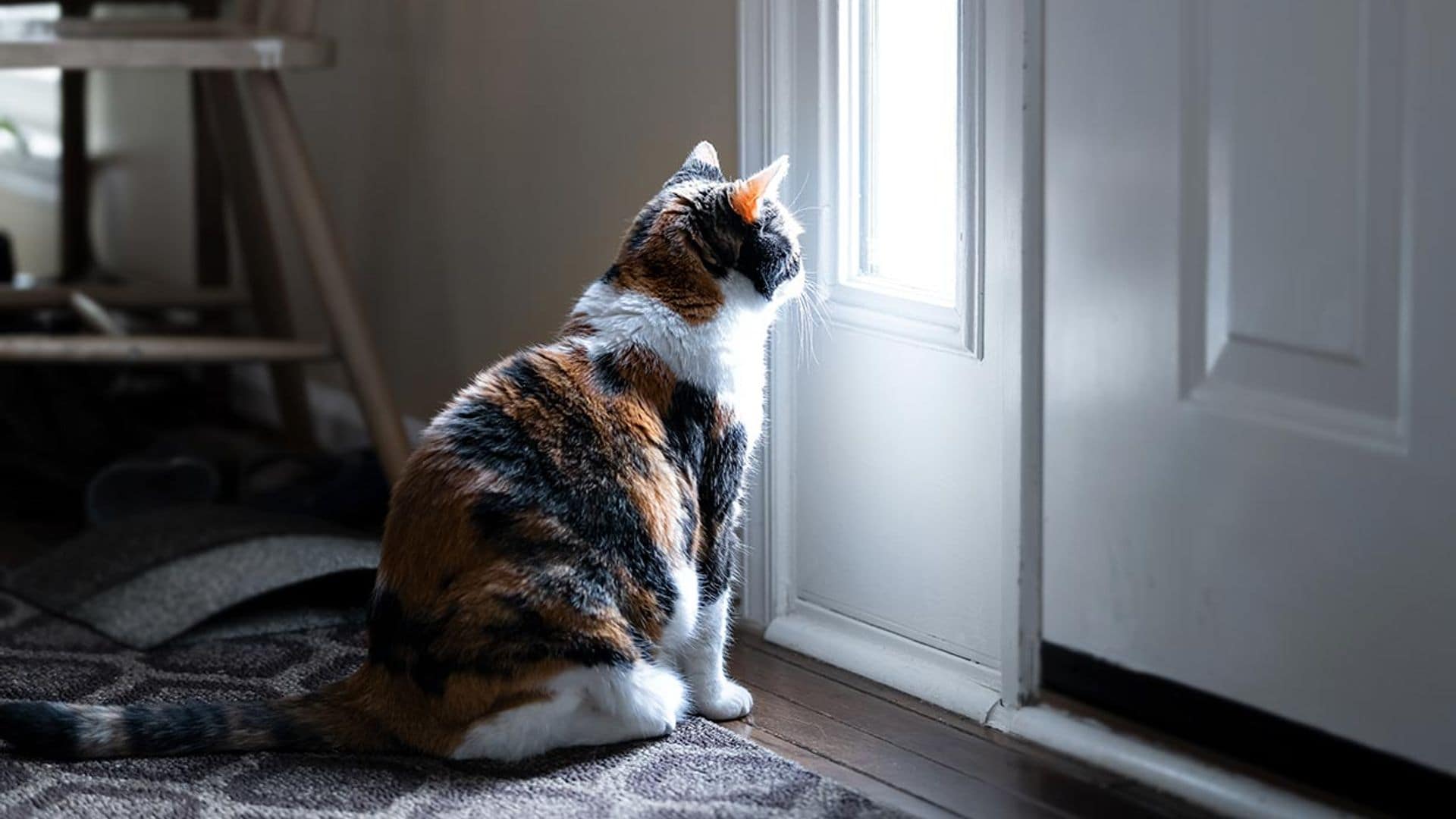 ¿Cuál sería el destino de tu mascota si tú mueres?