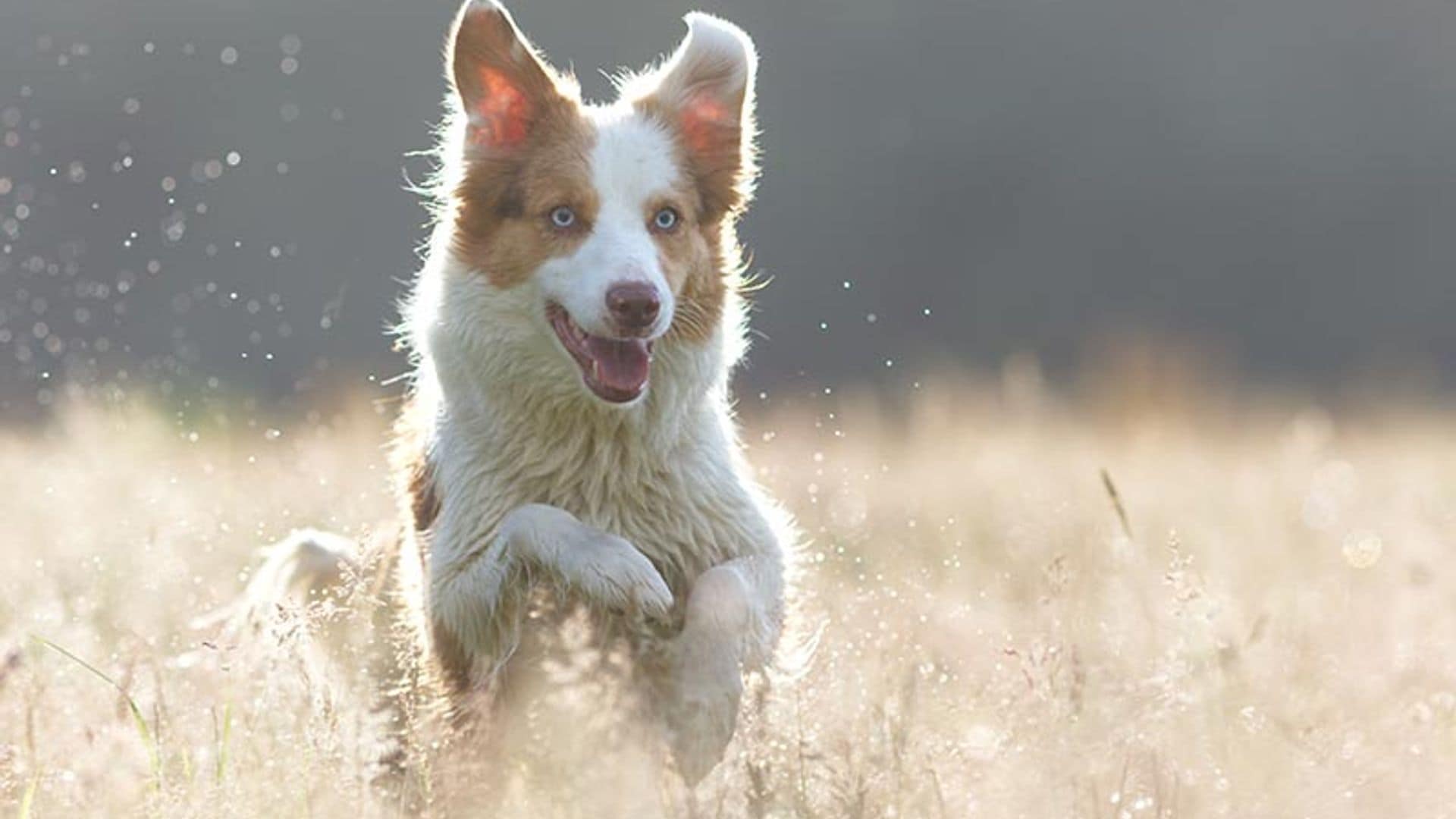 El border collie: el perro más inteligente del mundo