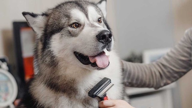 consejos mantener bonito sano pelaje perro