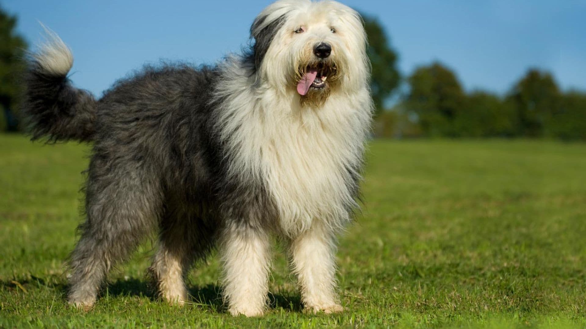 Bobtail, un perro grandullón que disfruta jugando y al que querrás achuchar