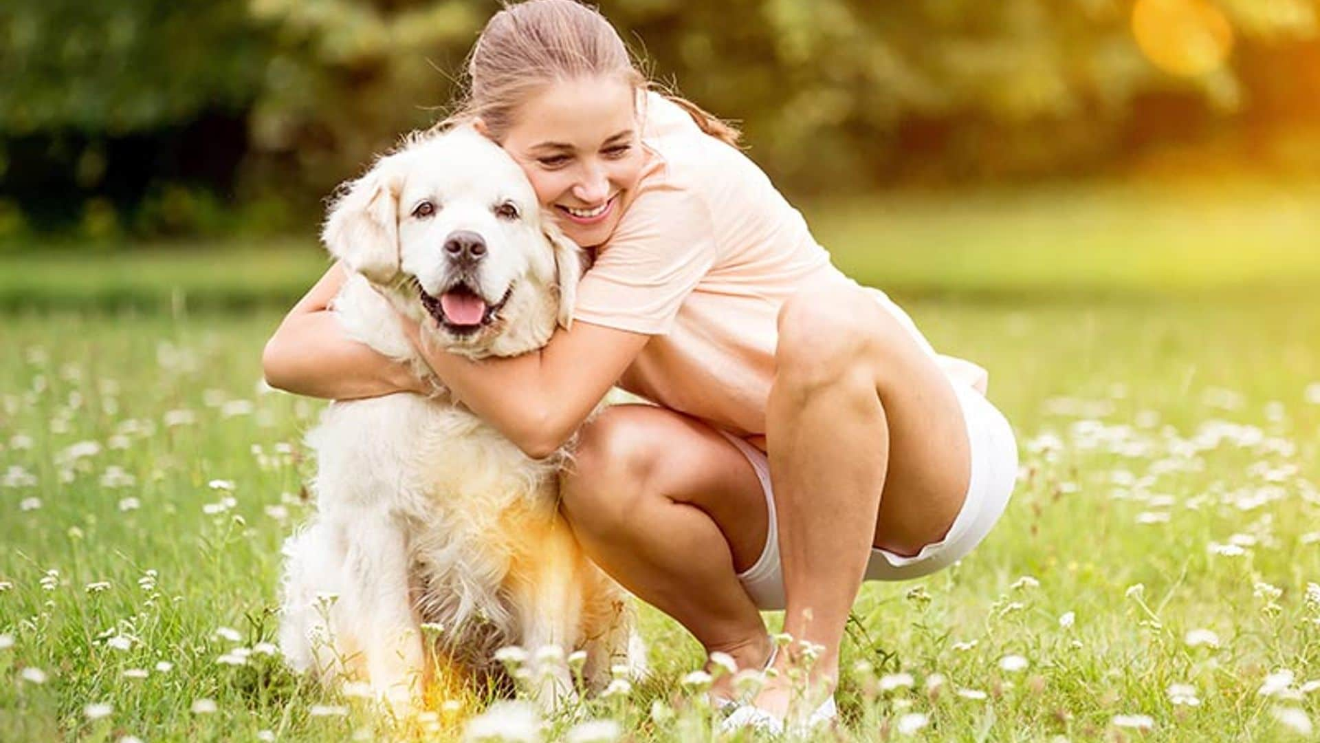 Antes de acariciar a un perro hay cosas que debes saber