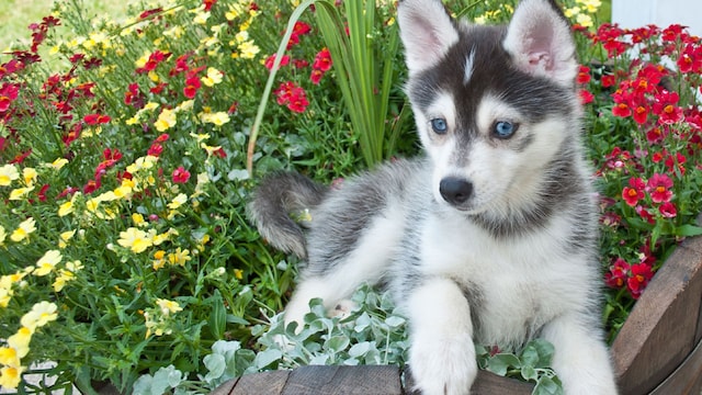 pomsky