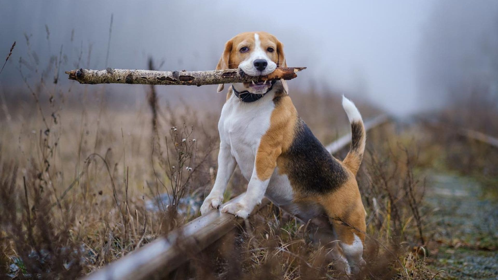 Beagle: una raza con tendencia al sobrepeso