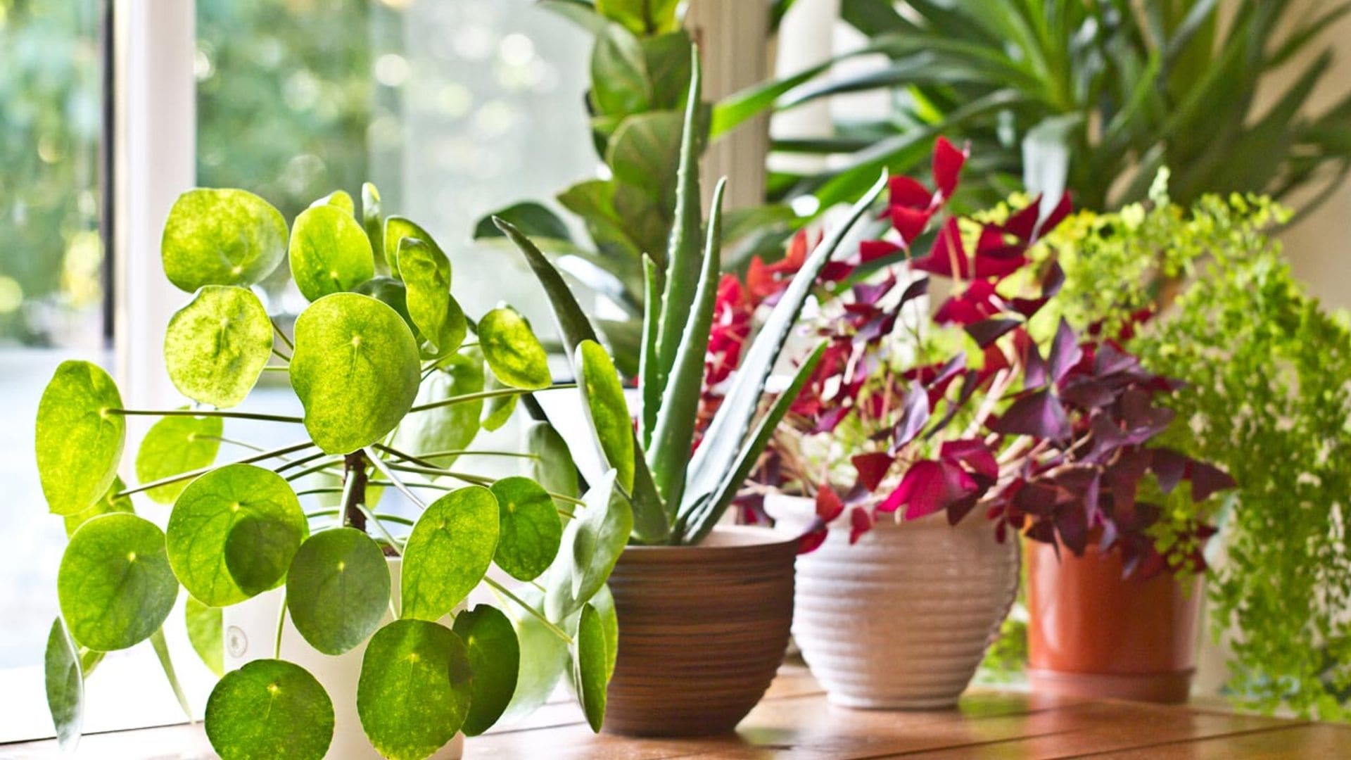 Plantas que sobreviven incluso con poca agua