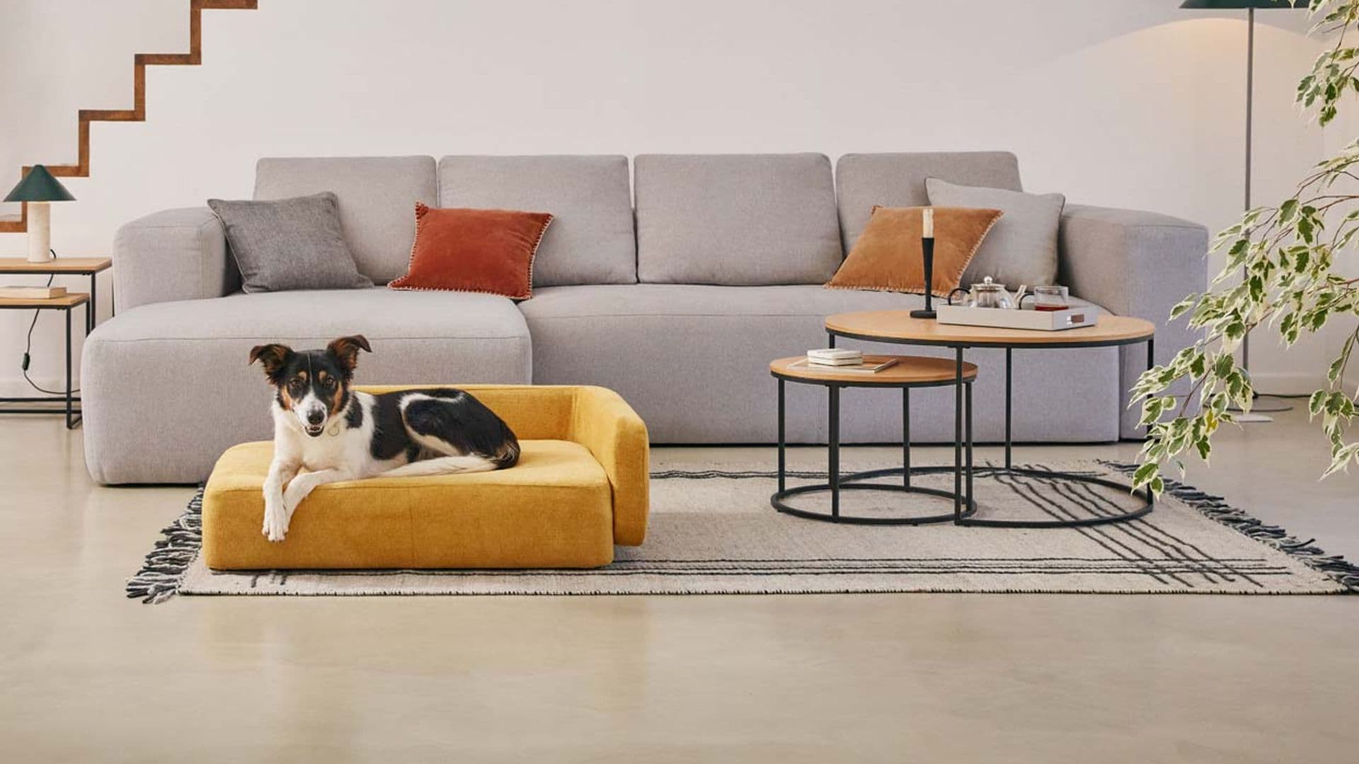 Muebles y accesorios que tu mascota te pediría si pudiera hablar