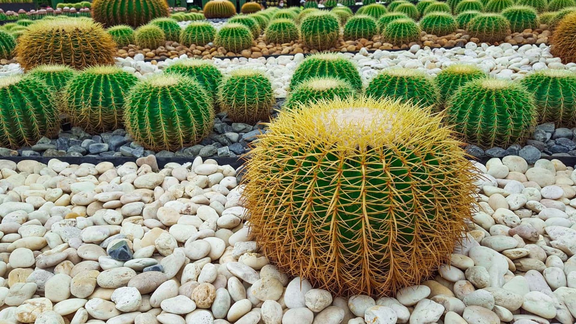 Cactus erizo, el rey de los jardines secos que recuerda al desierto