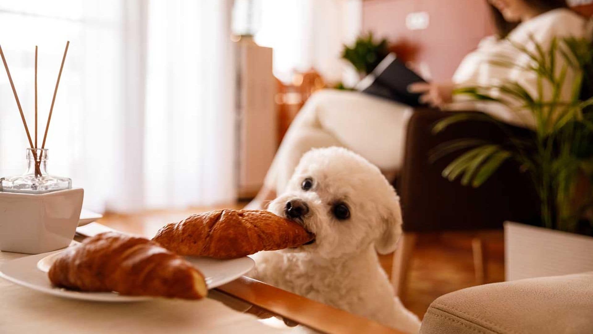 Pistas que dicen que no has educado bien a tu perro (y cómo solucionarlo)