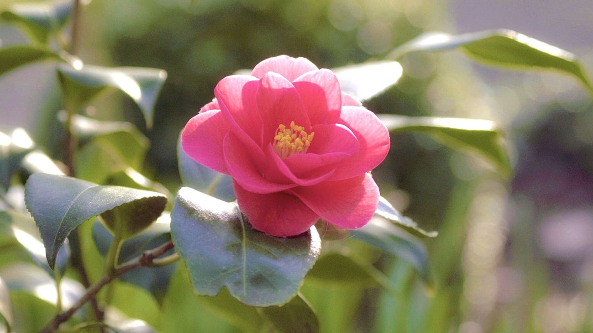 Así conseguirás que tus camelias estén espectaculares