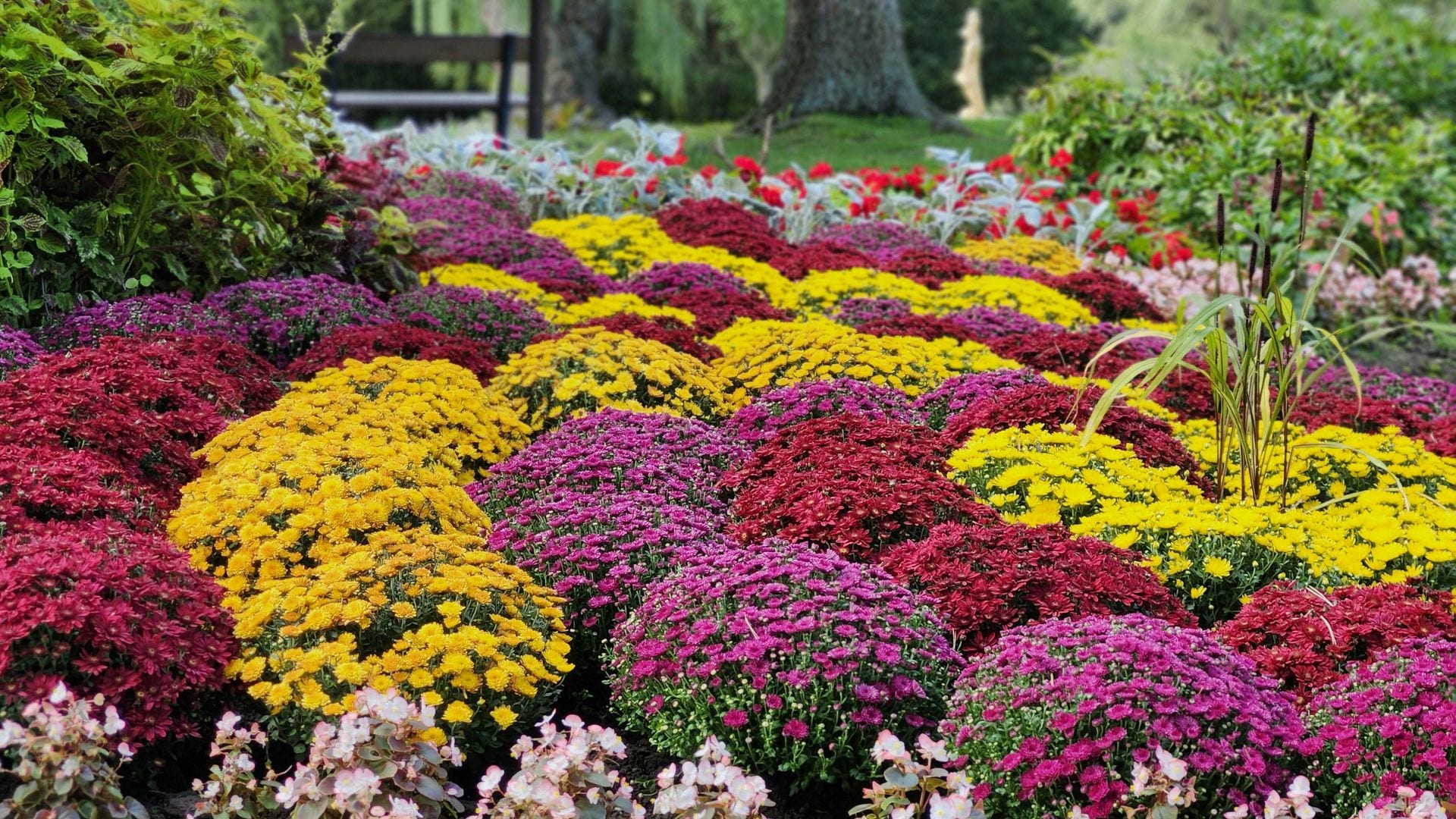 ¡Color y vida en tu jardín durante las 4 estaciones del año! Descubre cómo