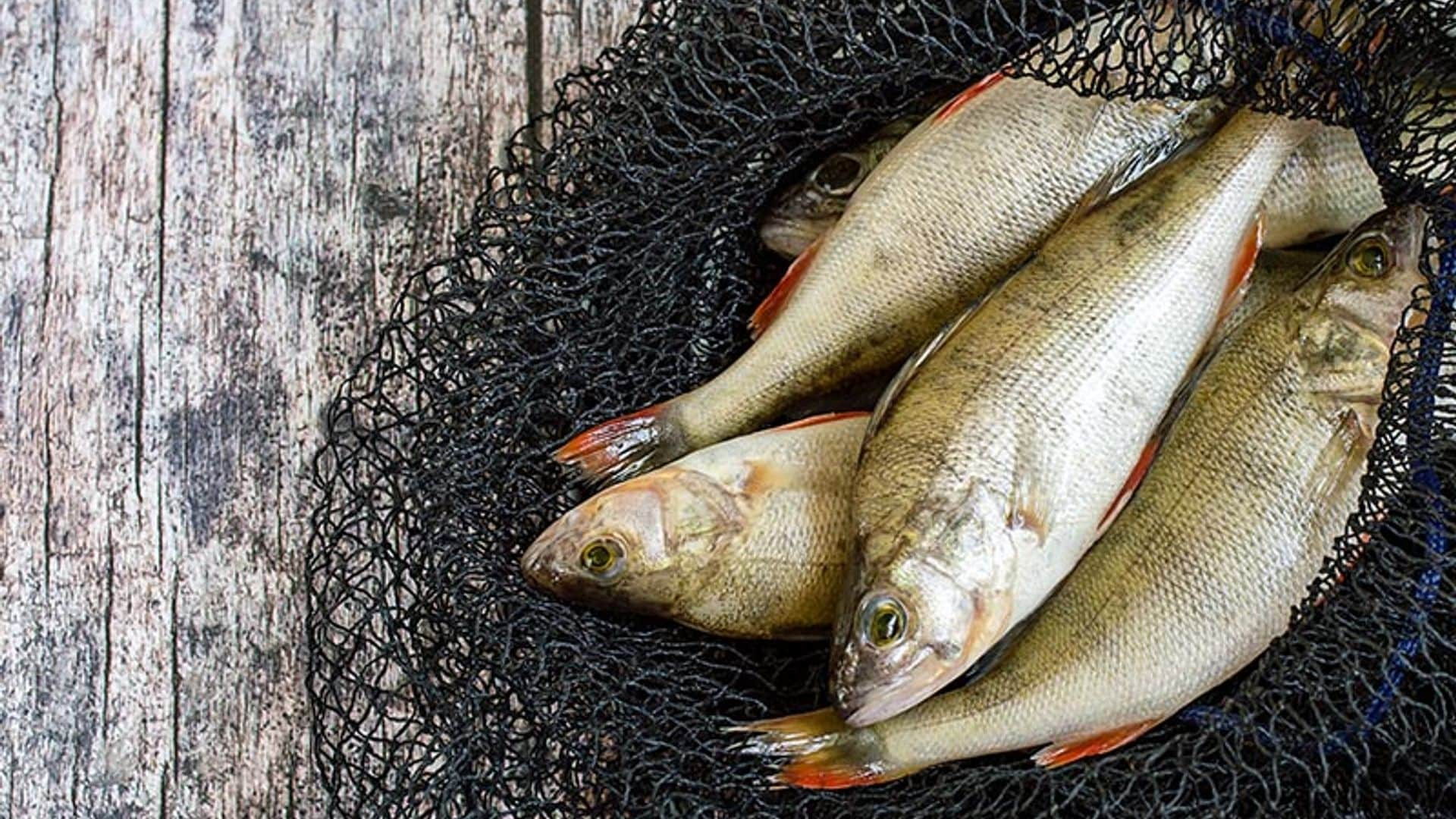 ¿Pueden sufrir los peces al ser capturados?