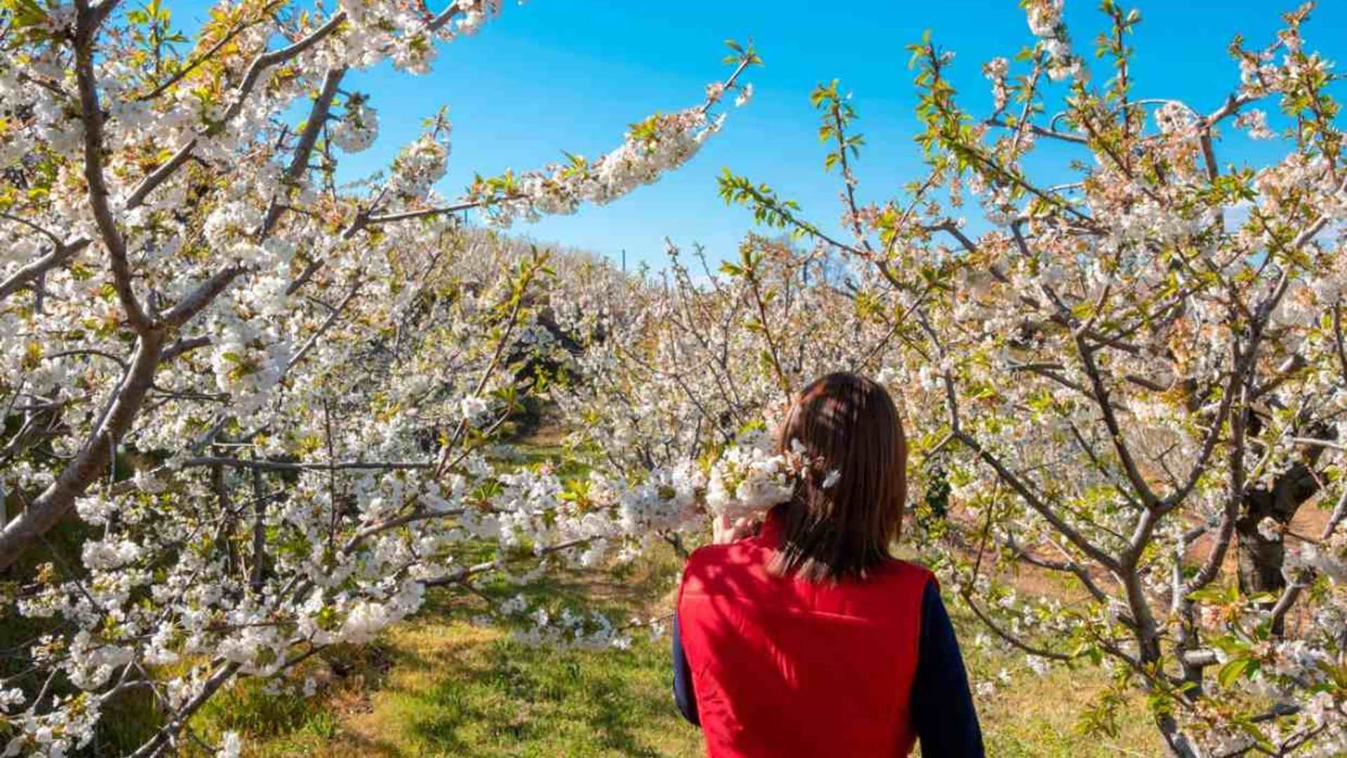 Fundão, el Jerte portugués que estalla en flor en primavera