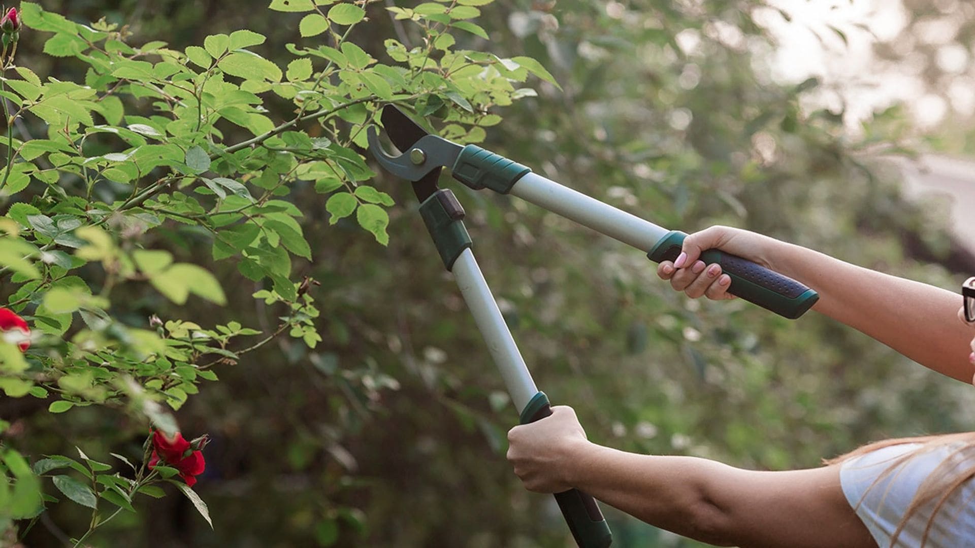 ¿Sabes cómo elegir las herramientas de poda que necesitas para tu jardín?