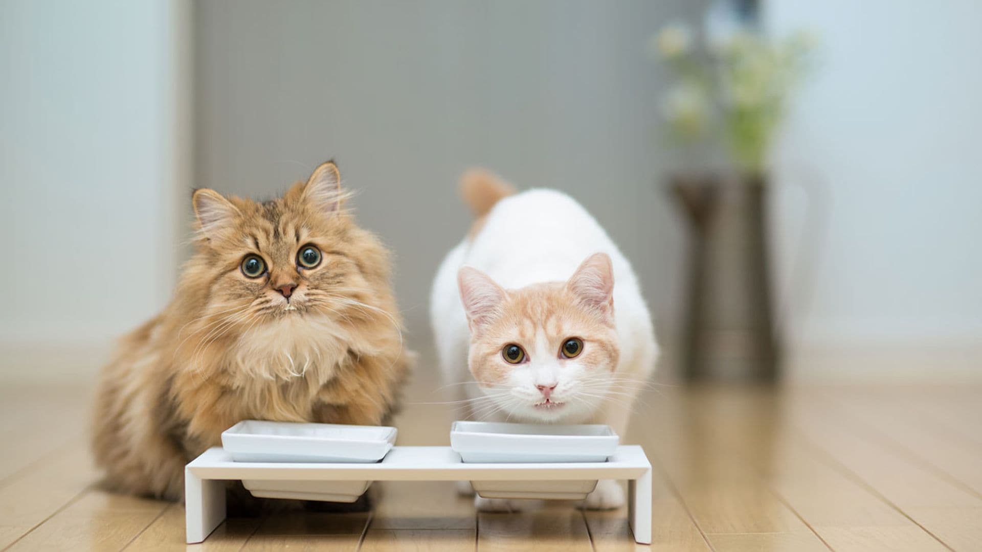 Mi gato no quiere comer su comida, ¿cuáles son las causas?