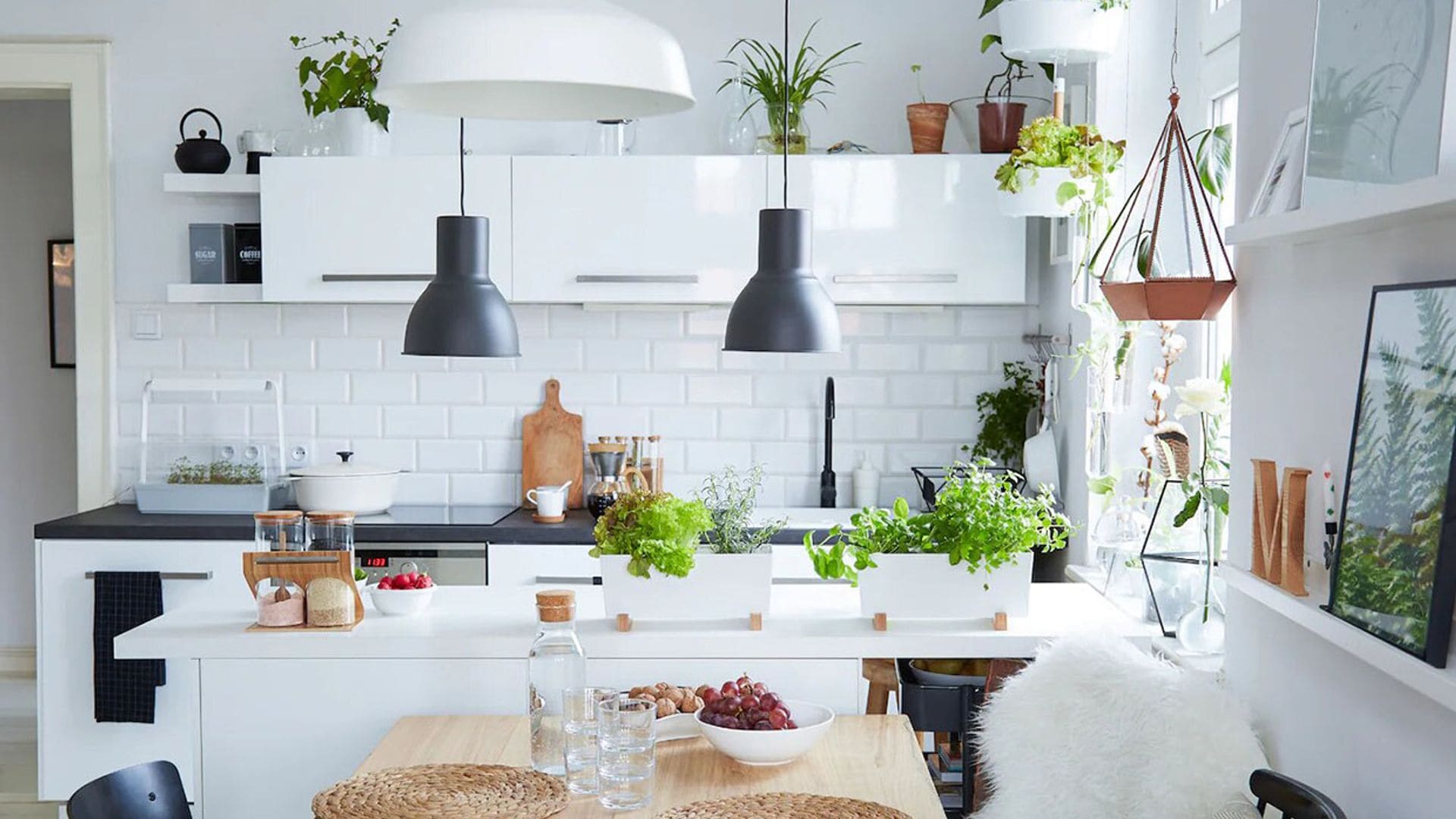 7 plantas ideales para cultivar en la cocina