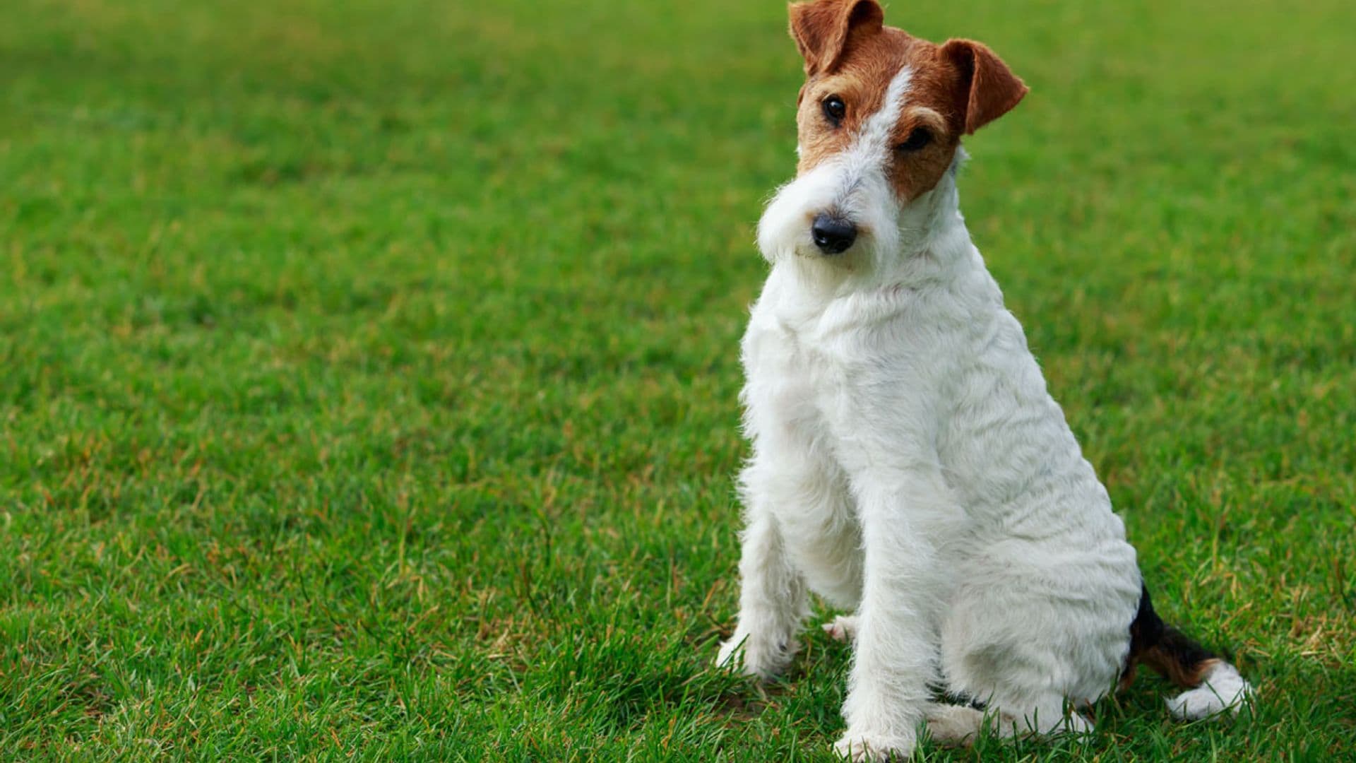 Fox terrier de pelo duro, un perro muy activo, siempre listo para la acción