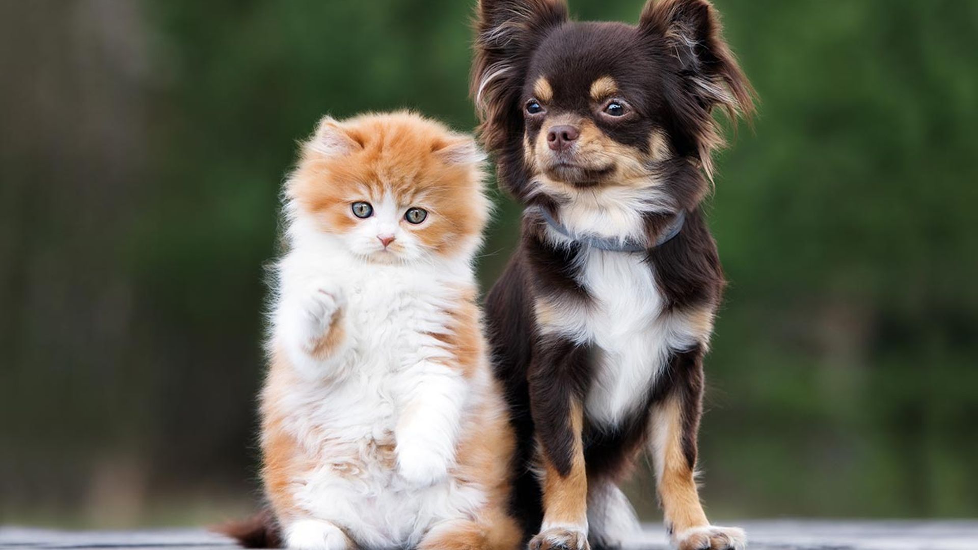 Razas de perros con una personalidad muy gatuna