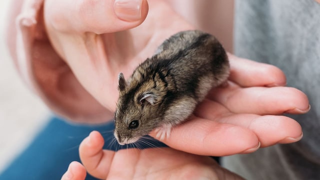 hamster cuidados salud