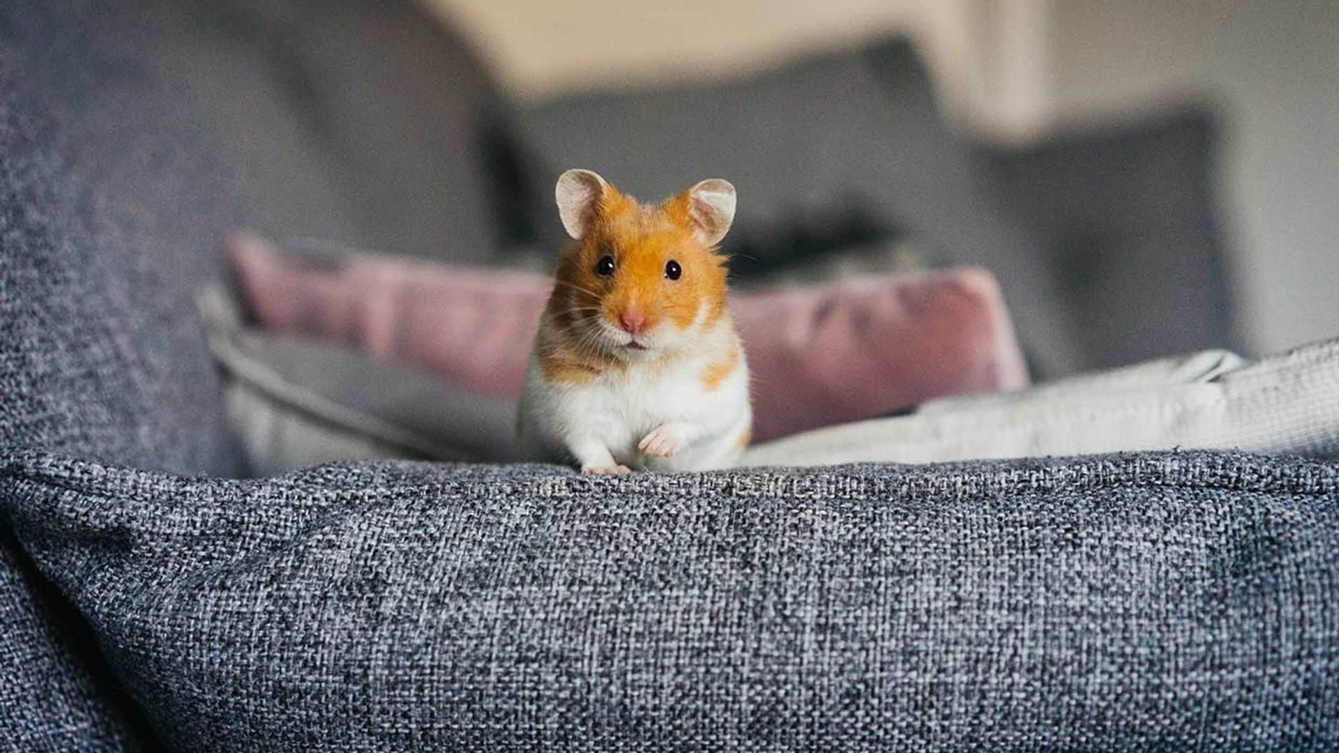 hamsters con estres significado morder barrotes rechinar dientes