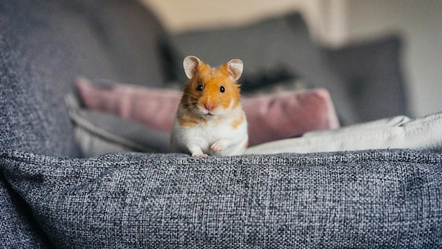 hamsters con estres significado morder barrotes rechinar dientes