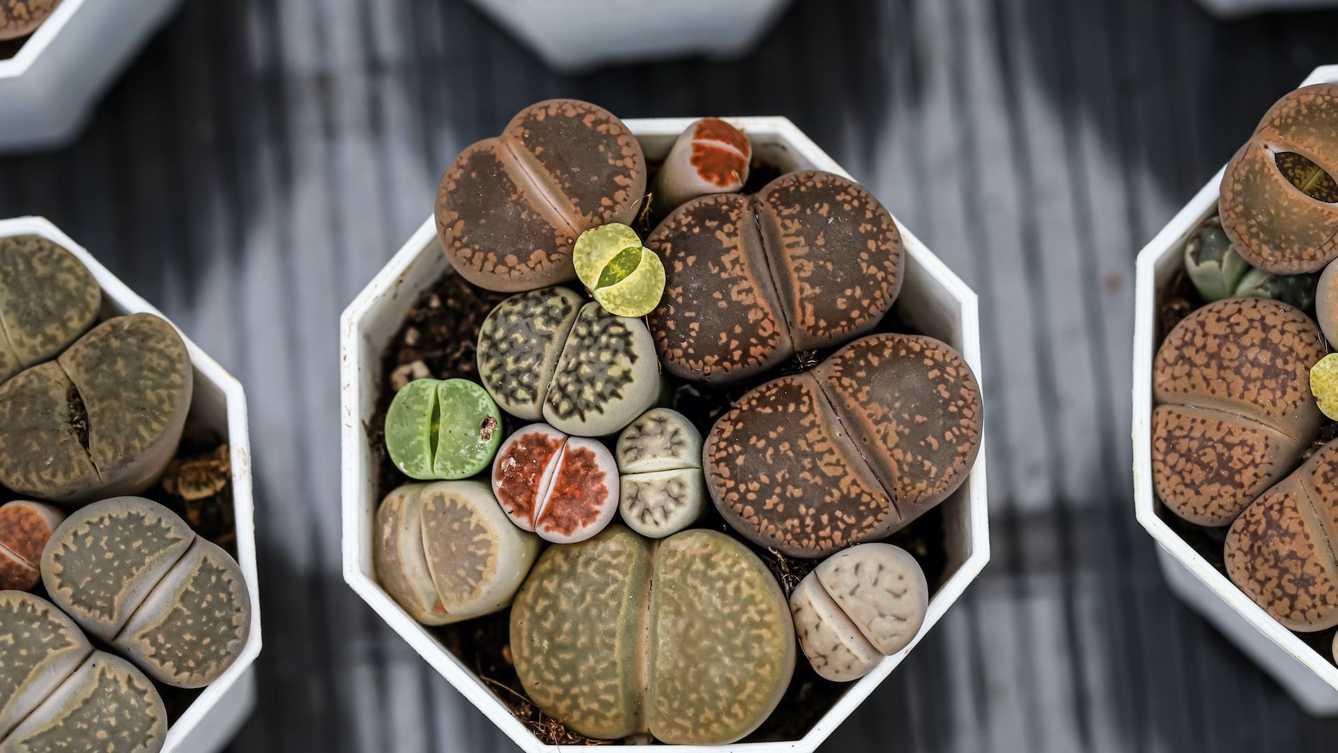 Piedras vivas o 'lithops': las suculentas con el mejor y más asombroso camuflaje