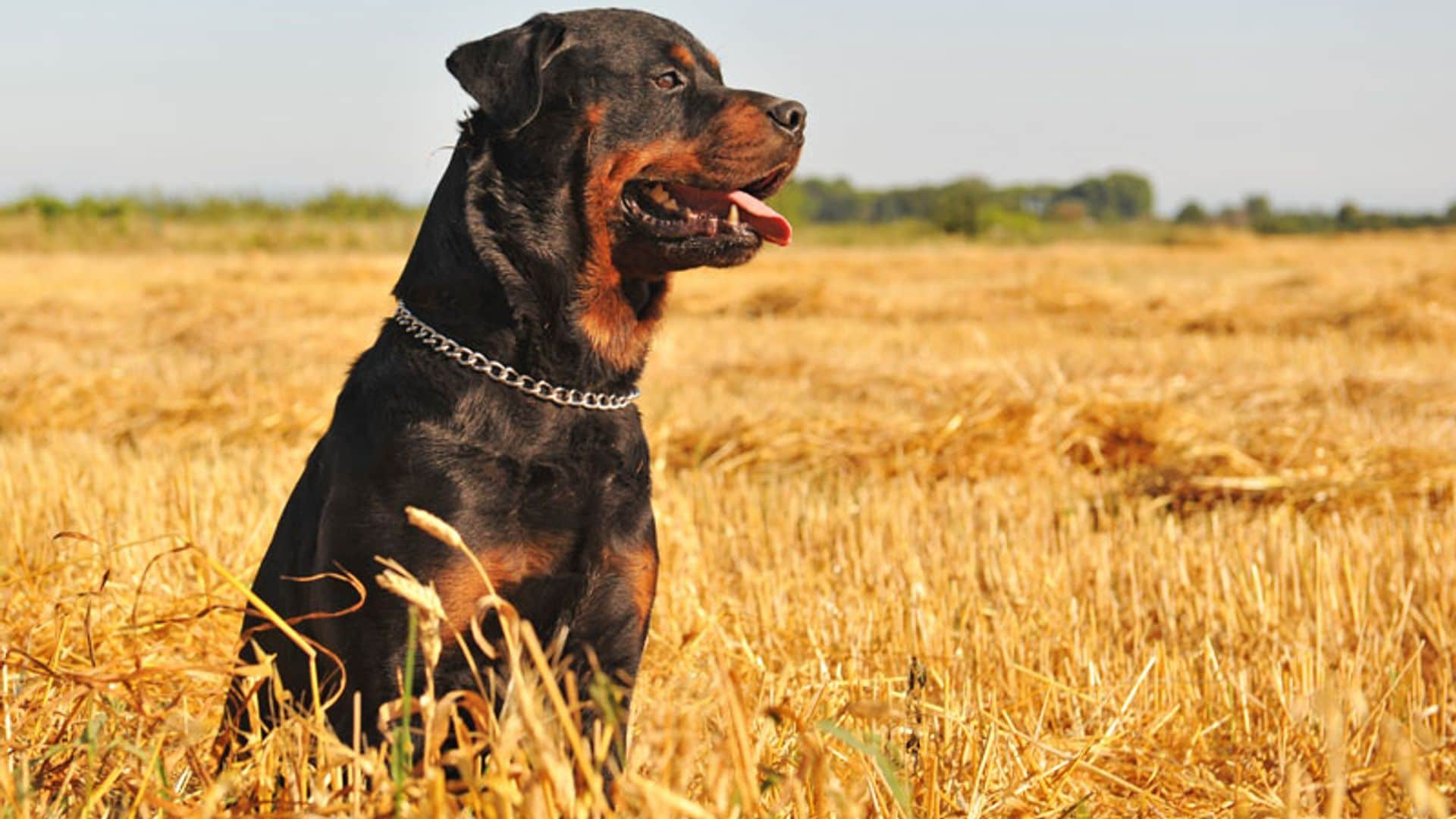 Lo que necesitas saber sobre los perros considerados potencialmente peligrosos