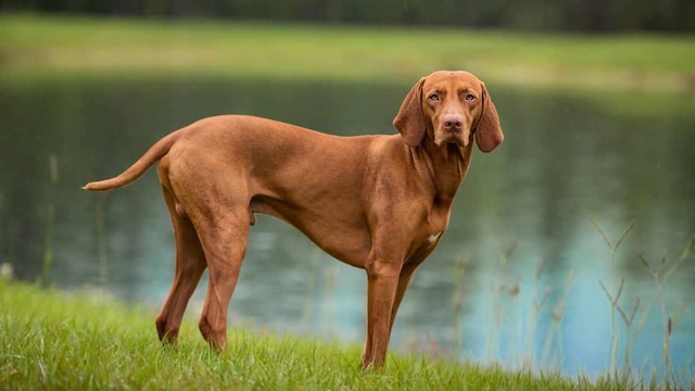 vizsla