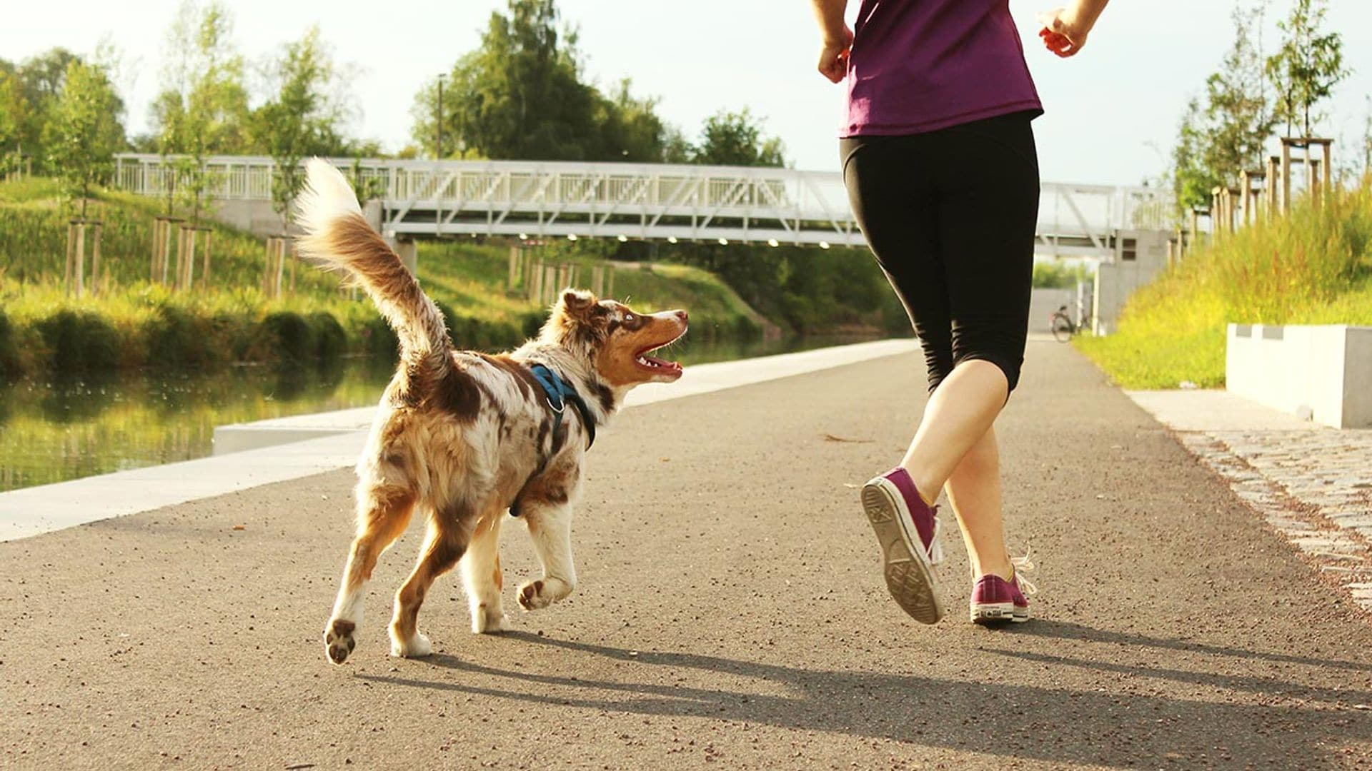 Razas de perros para amantes del 'running'