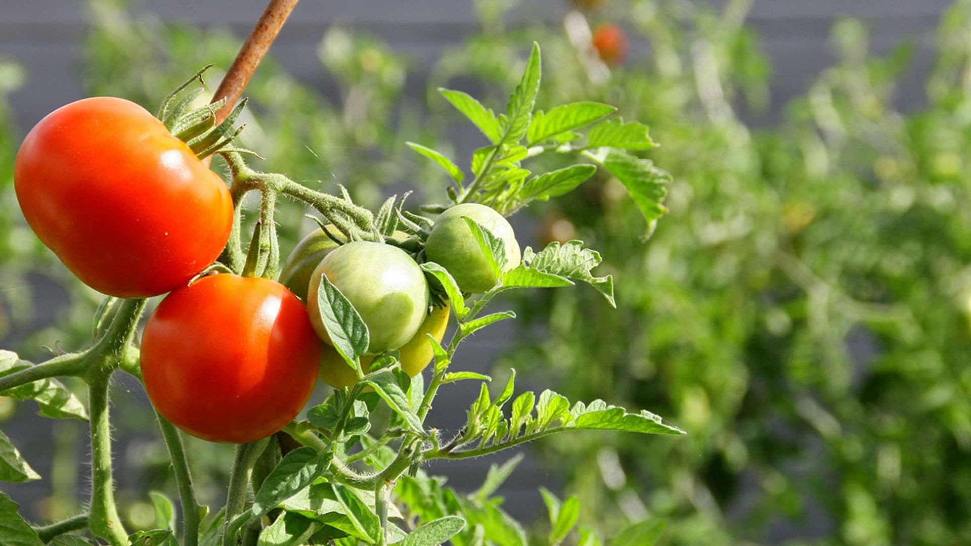 Cómo cultivar plantas de tomate y disfrutar de tu propio huerto