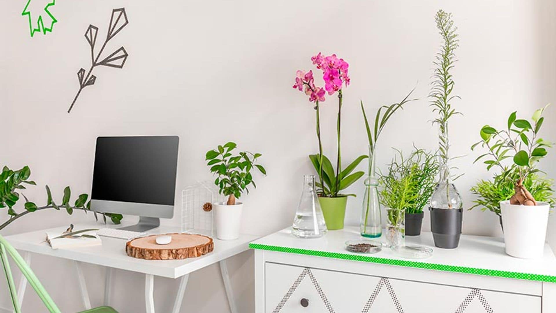 Plantas que purifican y decoran tu casa