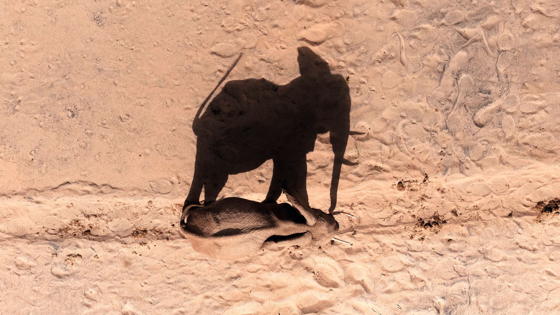 En imágenes: Majestuosas sombras, a la vista de pájaro, en las arenas del desierto